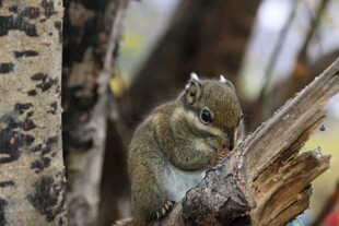 树干旁进食的可爱小松鼠