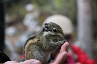 手心上的可爱小松鼠