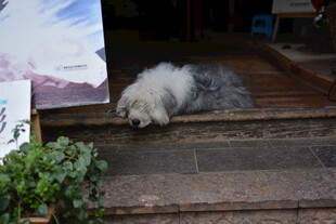 台阶上蜷卧的长毛猫咪