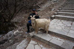 人与羊在石阶上的温馨瞬间