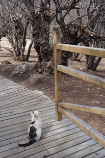 木栈道上的悠闲猫咪