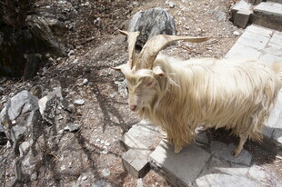 岩石上的长毛山羊