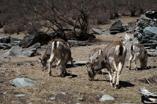 山间觅食的野驴