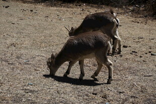 两只觅食的小羚羊