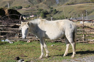 草原上的白色毛驴