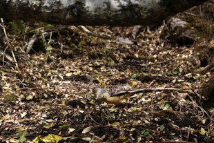 森林地面的落叶与植被