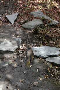 破碎石板上的青蛙