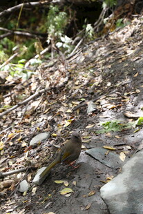 林间小鸟停歇于落叶上