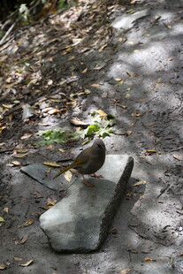 石上小鸟 林间静谧一刻