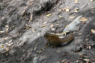 地面上的小松鼠