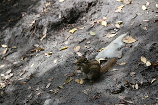 地上的废弃塑料瓶