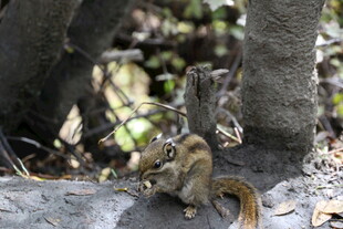 林间松鼠享用美食