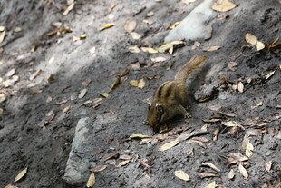 地面上觅食的小松鼠