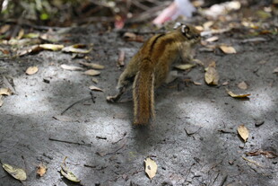 地面上的松鼠与散落坚果