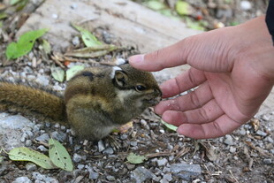 手喂可爱小松鼠