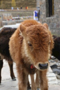 可爱小牛户外萌态