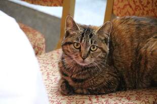 慵懒猫咪趴地休憩