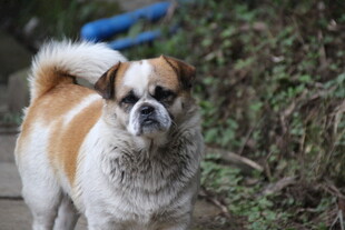 可爱小狗户外模样