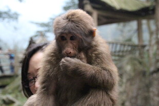 猴子树下进食瞬间