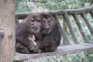 猴妈妈与小猴坐于木架上