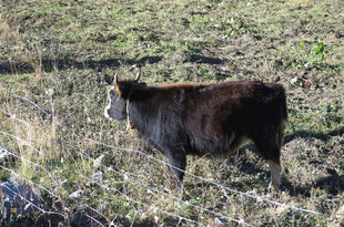 田野中的黑色小牛
