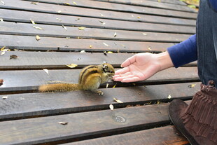 手喂松鼠的温馨瞬间