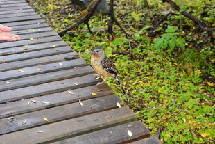 木板路上的小鸟