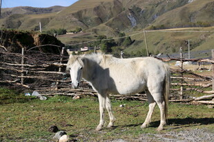 草原上的白马与小狗