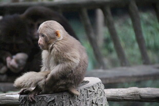 石墩上的小猴子