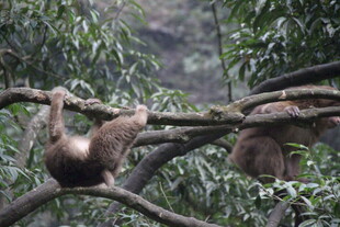 树枝上的几只猴子