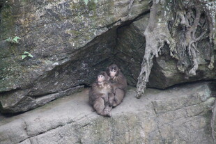岩石下的两只猴子