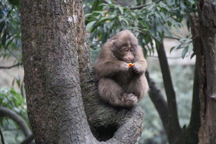 树杈上休憩的猴子