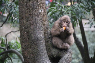 树上小猴惬意进食
