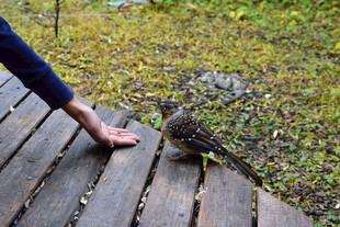 伸手逗弄木板上的小鸟