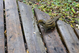 木栈道上的松鼠