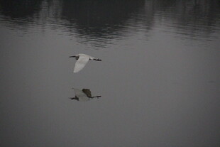 水面上飞翔的白鸟与游禽