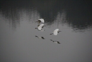 白鹭于水面翩然飞翔