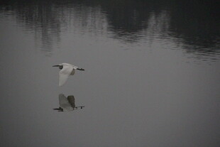 水面飞鸟倒影静谧画面
