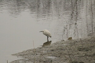 水边白鹭独立