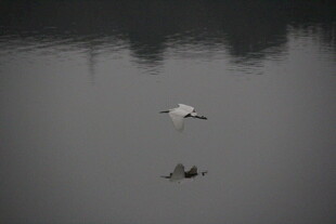 水面上的两只飞鸟