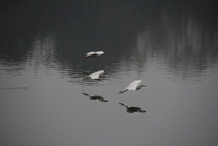 水面飞鸟的静谧瞬间
