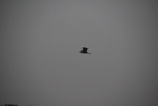 天空中飞翔的孤独小鸟