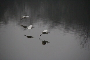 水面飞鸟倒影静谧景象