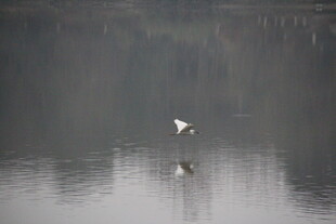 水面上飞翔的白色鸟儿