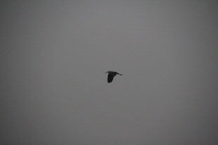 孤鸟于灰蒙天空中翱翔
