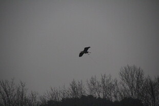 天空中翱翔的孤独飞鸟