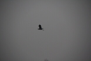 孤鸟翱翔于灰蒙天空