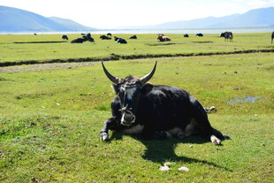 草原上休憩的黑牦牛