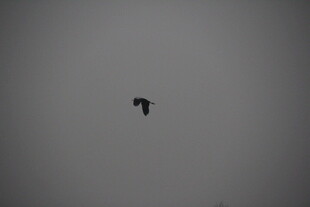 天空中飞翔的孤独鸟儿