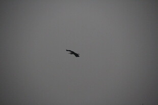 天空中翱翔的孤独飞鸟